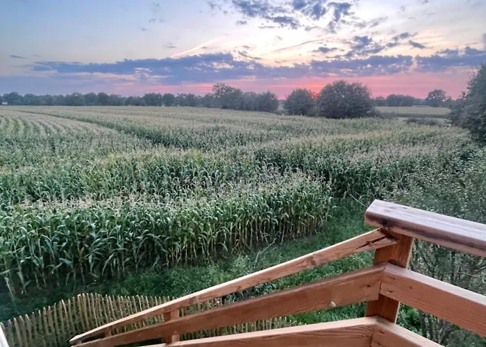 La Dans Les Arbres - Les Pieds Dans Le Pre